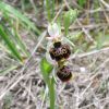Ophrys fuciflora (F.W. Schmidt) Moench
