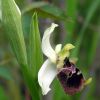 Ophrys fuciflora (F.W. Schmidt) Moench
