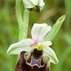 Ophrys fuciflora (F.W. Schmidt) Moench