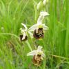 Ophrys fuciflora (F.W. Schmidt) Moench