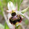 Ophrys fuciflora (F.W. Schmidt) Moench
