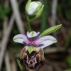 Ophrys fuciflora (F.W. Schmidt) Moench