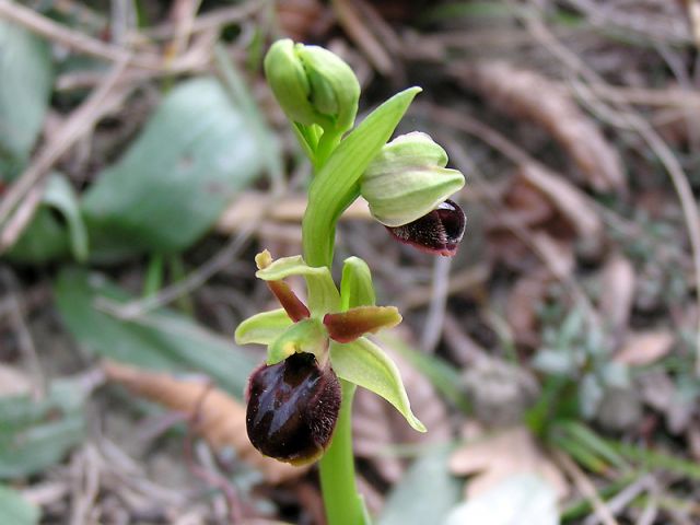 Ophrys sphegodes subsp. sphegodes Miller Ophrys sphegodes subsp. sphegodes Miller