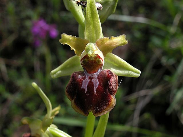 Ophrys sphegodes Miller Ophrys sphegodes Miller