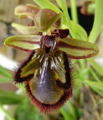 Ophrys speculum Link Ophrys speculum Link