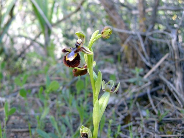 Ophrys speculum Link Ophrys speculum Link