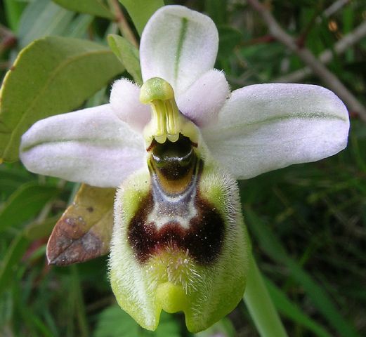 Ophrys tenthredinifera Willd. Ophrys tenthredinifera Willd.