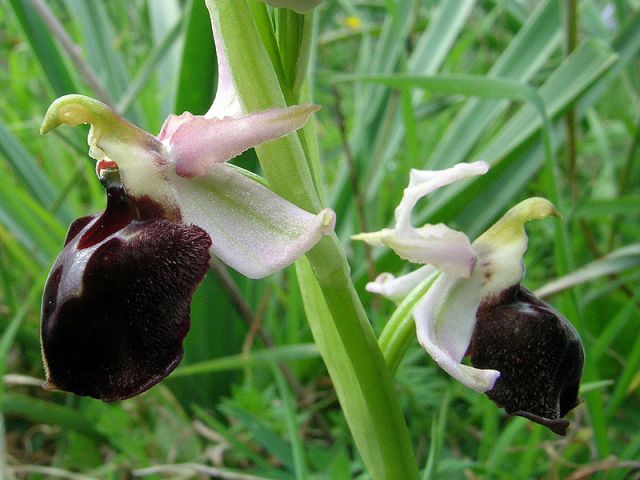 Ophrys exaltata Ten. subsp. morisii (Martelli) Del Prete Ophrys exaltata Ten. subsp. morisii (Martelli) Del Prete