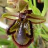Ophrys speculum Link