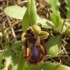 Ophrys speculum Link