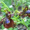 Ophrys speculum Link