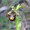 Ophrys speculum Link