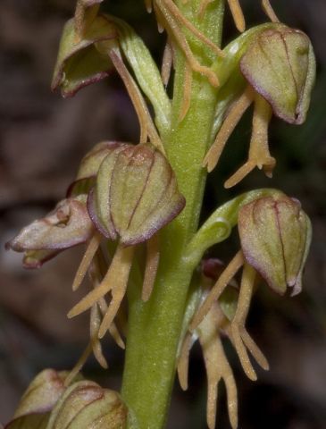 Orchis anthropophora (L.) Allioni Orchis anthropophora (L.) Allioni