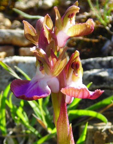Anacamptis collina (Banks & Sol. ex Russel) R.M. Bateman, Pridgeon & M.W. Chase Anacamptis collina (Banks & Sol. ex Russel) R.M. Bateman, Pridgeon & M.W. Chase