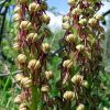 Orchis anthropophora (L.) Allioni