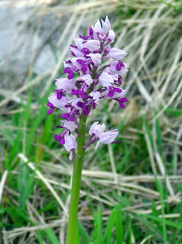 Orchis militaris L. Orchis militaris L.