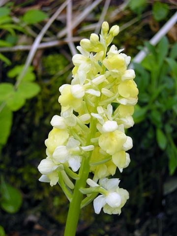 Orchis pallens L. Orchis pallens L.