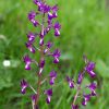 Orchis laxiflora Lam.