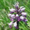 Orchis militaris L.