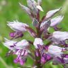 Orchis militaris L.
