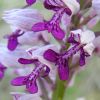 Orchis militaris L.