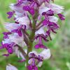 Orchis militaris L.