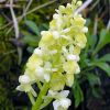 Orchis pallens L.