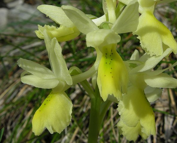 Orchis pauciflora Ten. Orchis pauciflora Ten.