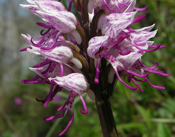 Orchis simia Lam. Orchis simia Lam.