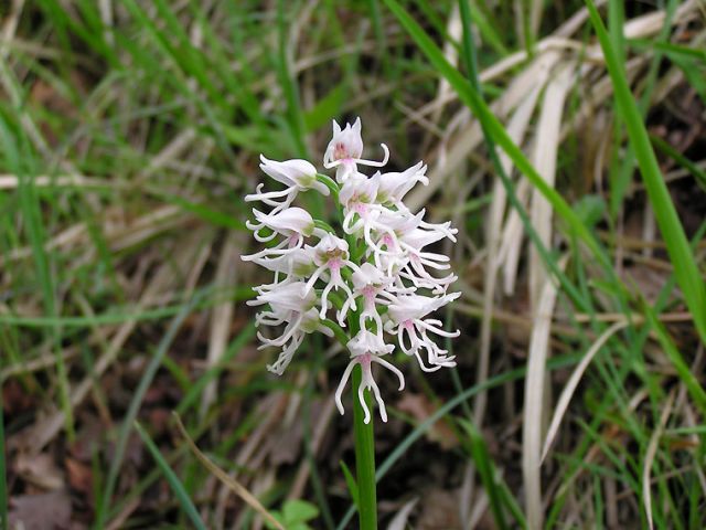 Orchis simia Lam. Orchis simia Lam.