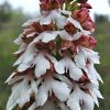 Orchis purpurea Hudson 