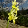 Orchis pauciflora Ten.  