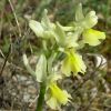 Orchis pauciflora Ten.  