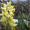 Orchis pauciflora Ten.  