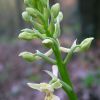 Orchis provincialis Balb. ex Lam. & DC.   
