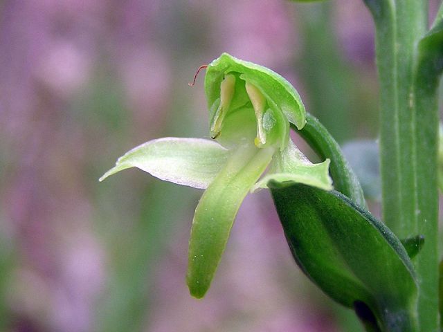 Platanthera chlorantha (Custer) Rchb. Platanthera chlorantha (Custer) Rchb.