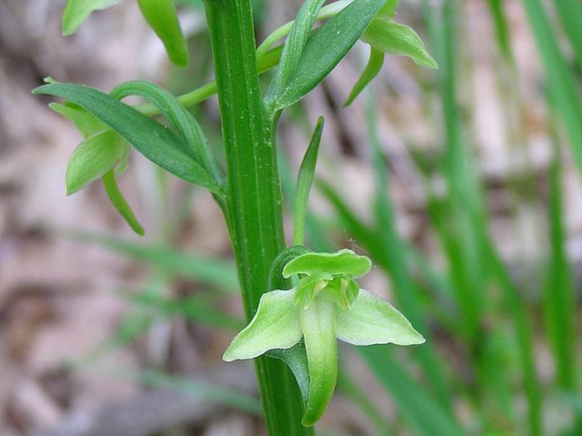 Platanthera chlorantha (Custer) Rchb. Platanthera chlorantha (Custer) Rchb.