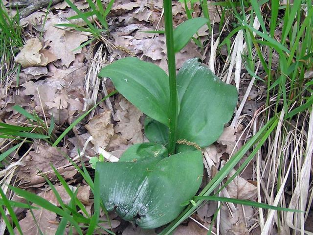 Platanthera chlorantha (Custer) Rchb. Platanthera chlorantha (Custer) Rchb.
