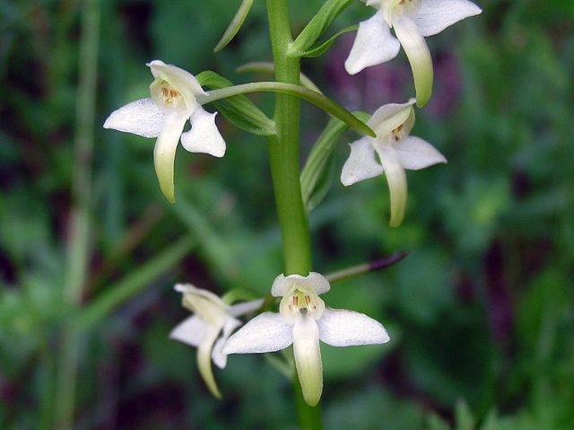 Platanthera bifolia (L.) Rchb. Platanthera bifolia (L.) Rchb.