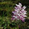 Orchis simia Lam.