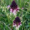Orchis ustulata L.
