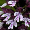 Orchis ustulata L.