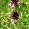 Orchis ustulata L.