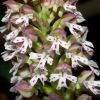 Orchis ustulata L.