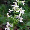 Platanthera bifolia (L.) Rchb.