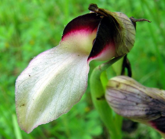 Serapias lingua L. Serapias lingua L.