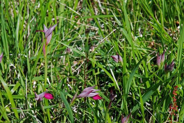 Serapias lingua L. Serapias lingua L.