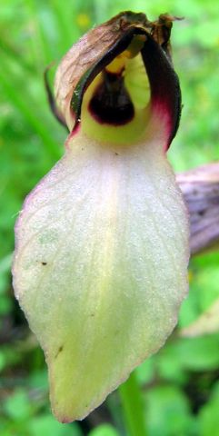 Serapias lingua L. Serapias lingua L.