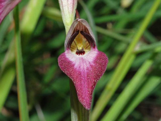 Serapias lingua L. Serapias lingua L.