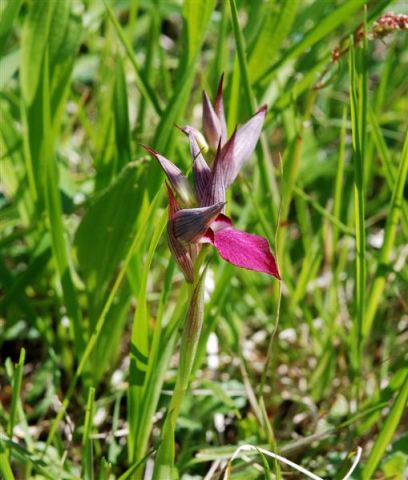 Serapias lingua L. Serapias lingua L.